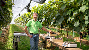 Das Bild zeigt den Chef des Erzeugerbetriebes von seinen Weinreben mit geernteten Trauben.