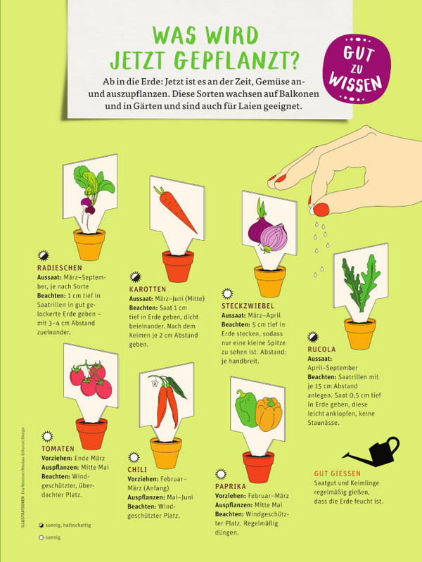 Eine Infografik, die einem zeigt, wann verschiedene Gemüsesorten angepflanztwerden.