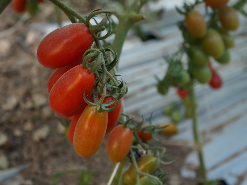 Tomatenstrauch mit reifen Tomaten dran