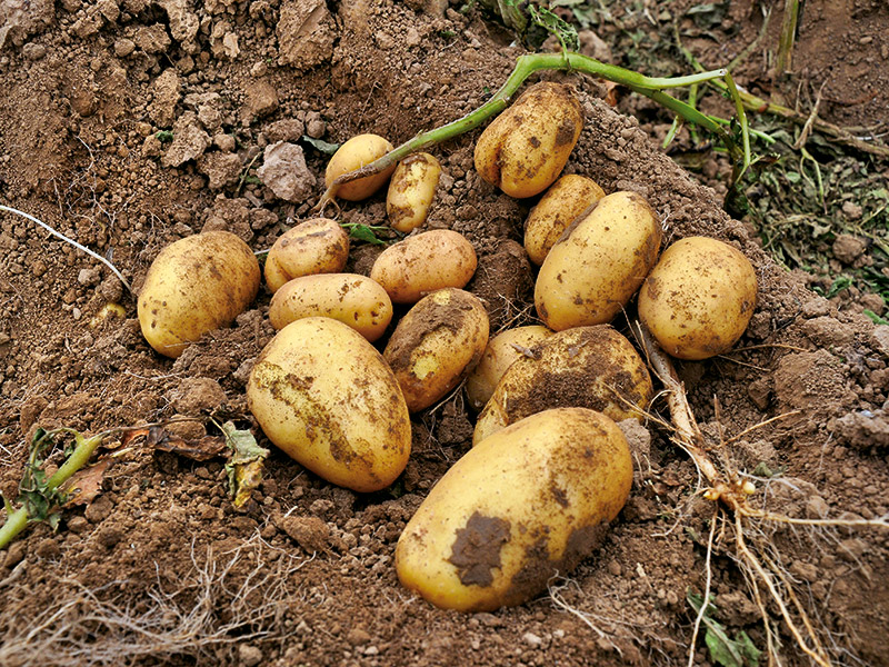 Kartoffeln liegen auf dem Acker
