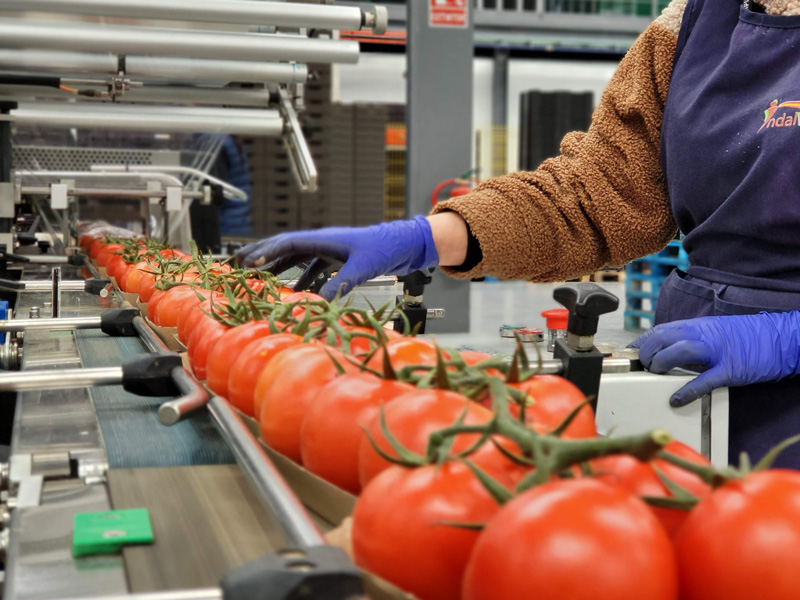Mitarbeitende beim sortieren der Tomaten