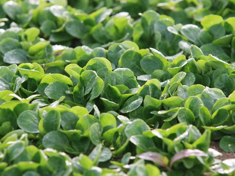Grüner Feldsalat