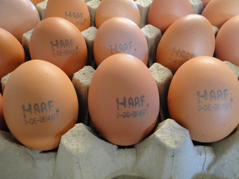 Bedruckte Bio-Eier auf einem Eierkarton