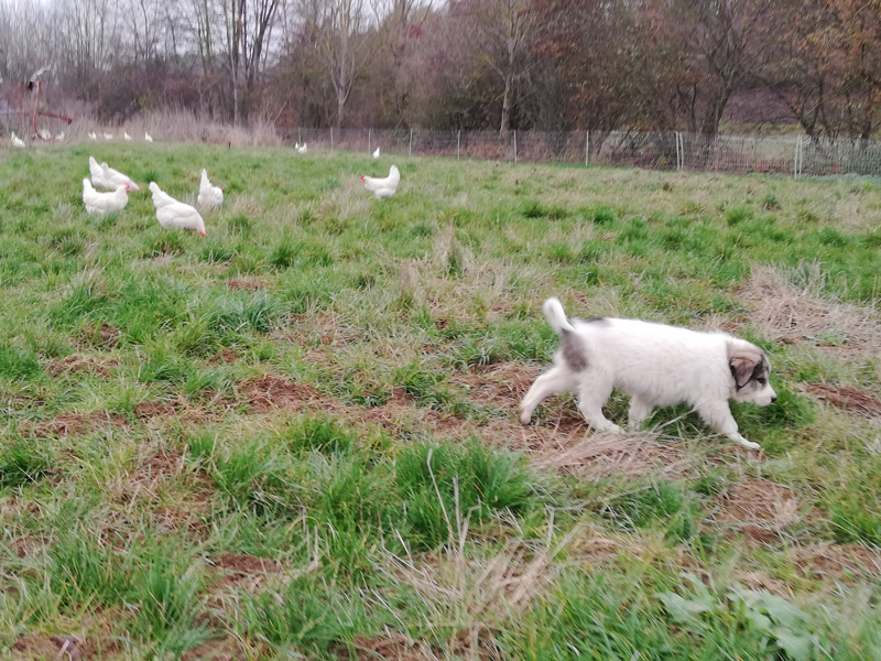 Hühner und Hundewelpe auf dem Feld