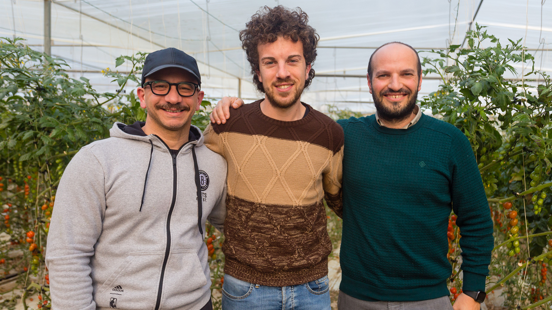 Drei Mitarbeiter in einem Gewächshaus zwischen Tomatenpflanzreihen