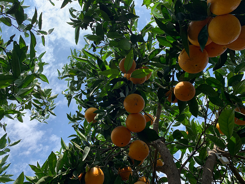 Orangenbaum mit reifen Früchten