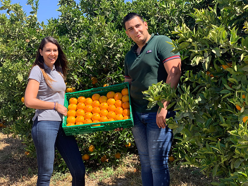 Mitarbeiter halten eine Kiste mit Orangen