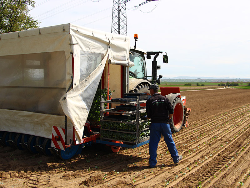 Ein Mitarbeiter und ein mit Salatjungpflanzen beladener Traktor mit Anhänger stehen auf dem Acker