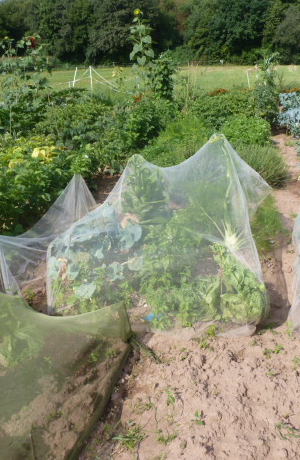 Gemüsepflanzen sind mit einem Netz abgeschirmt