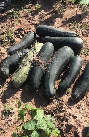 Zucchinis liegen nebeneinander auf einem Feld