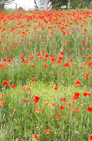 Eine Blumenwiese mit roten Blüten
