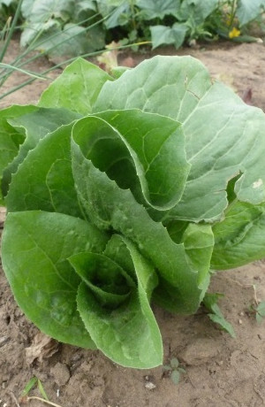 Eine Nahaufnahme eines Salats, der auf dem Feld wächst