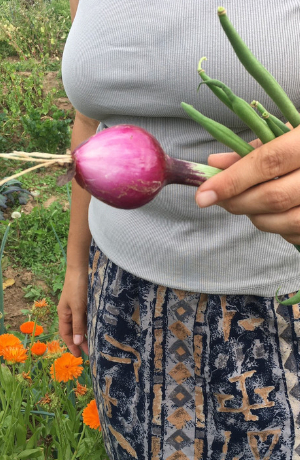 Eine Frau hält eine violette Zwiebel in der Hand