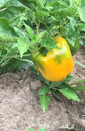 Eine Nahaufnahme einer gelben Paprika, die auf dem Acker wächst