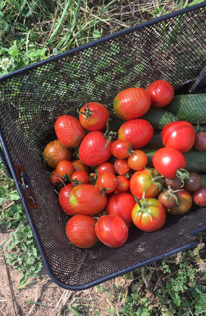 Ein Korb mit frisch geernteten Tomaten