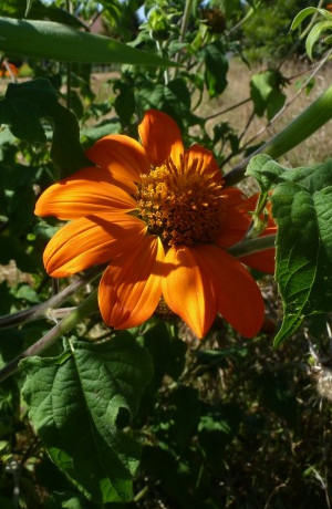 Eine Nahaufnahme einer Blume mit orangenen Blüten