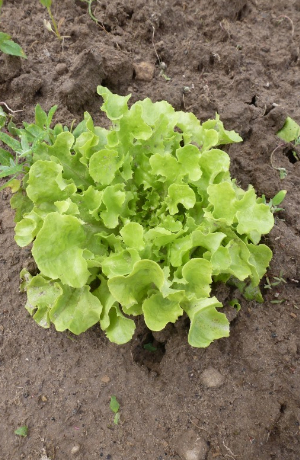 Salat wächst im tegut Saisongarten Bad Liebenstein