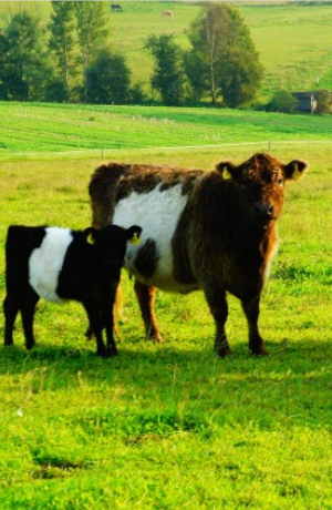 Zwei Kühe stehen auf der Weide