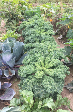 Verschiedene Gemüsereihen im tegut Saisongarten