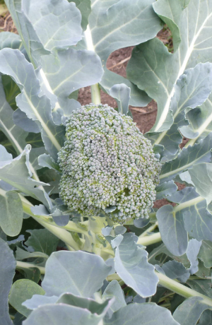 Brokkoli wächst im tegut Saisongarten von Blankenhain