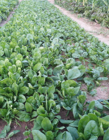 Eine Reihe Salat, der im tegut Saisongarten wächst
