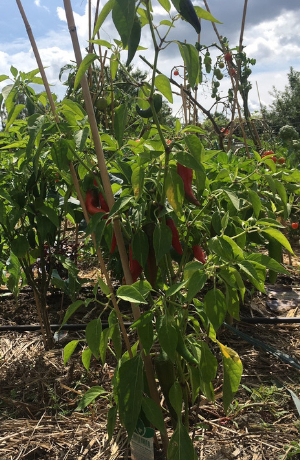 Chili wächst im tegut Saisongarten