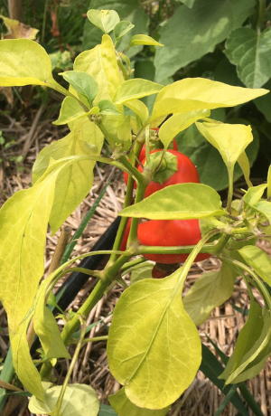 Eine Paprika wächst im tegut Saisongarten