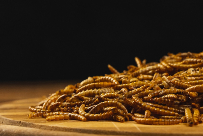 Future Food - Mehlwürmer auf einem Holztisch