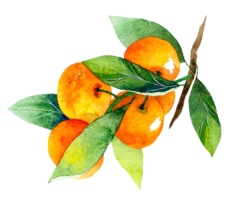Orangen am Strauch Illustration