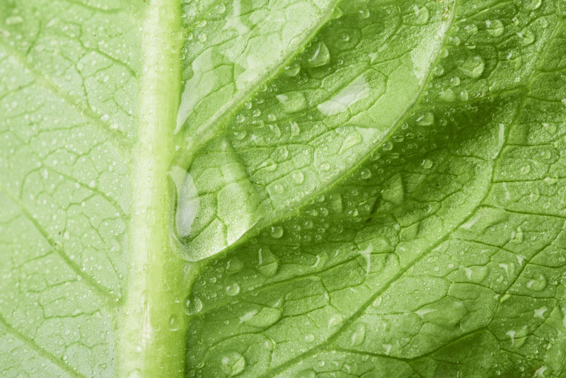 Grüner Blattsalat mit Wassertropfen