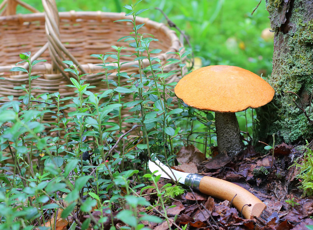 Messer auf Waldboden neben Pilz