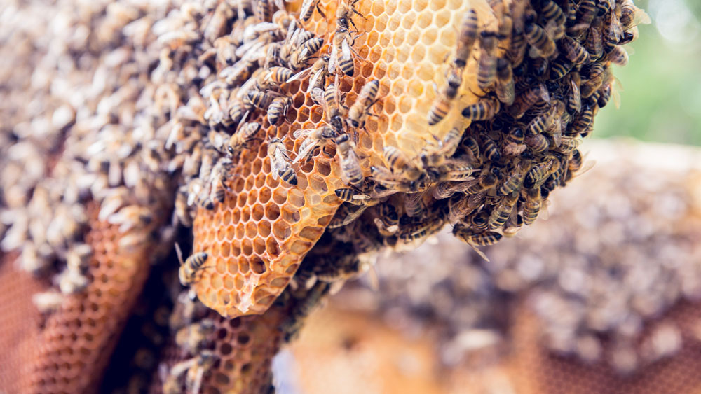 Bienen Naturwaben