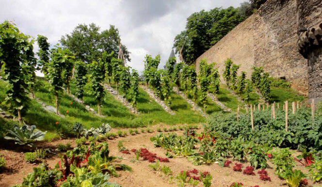 Gepflegter Garten in Andernach