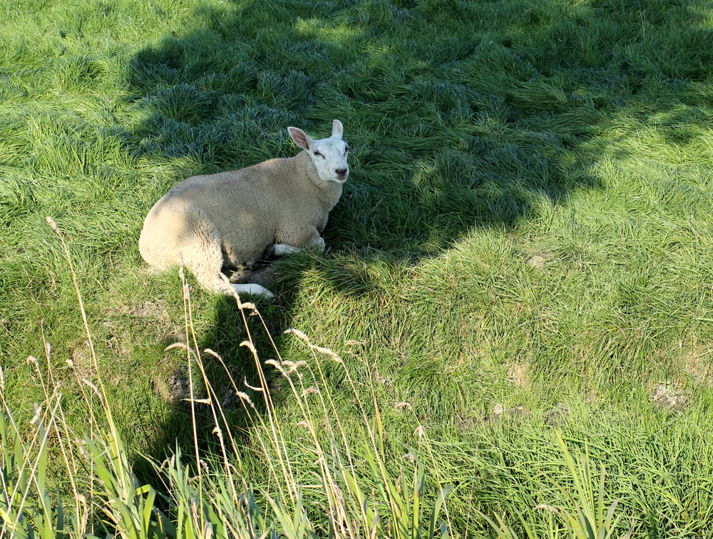 Schaf liegt im Schatten auf einer Weide
