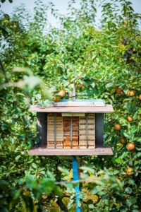Wildbienen auf Apfelhof