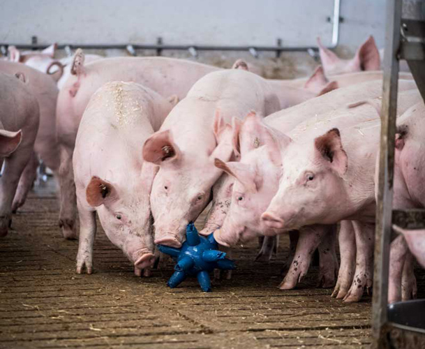 Schlaue Bioschweine mit Spielzeug