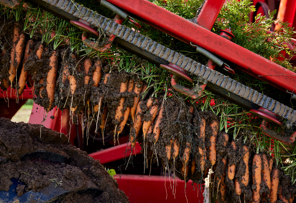 Hängende Karotten mit Erde