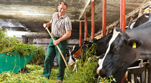 Bauer Hamel steht in seinem Stall neben Kühen