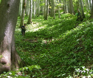 Baerlauch und Waldpflanzen auf einer Waldlichtung