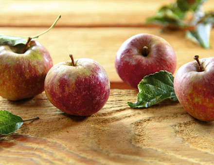 Boskoop-Äpfel